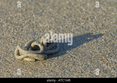 Europäische Lug Wurm, Schlag Lug (Interpretation Marina), werfen, werfen langen Schatten am Strand, Deutschland, Schleswig-Holstein, Helgoland Stockfoto