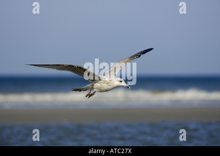 Silbermöwe (Larus Argentatus), junger Vogel fliegen, Niederlande, Ameland Stockfoto