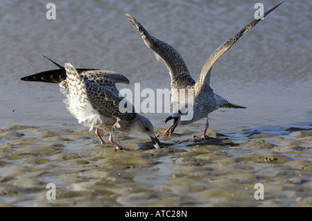 Hering Möve (Larus Argentatus), zwei Jungvögel kämpfen für Beute, Niederlande, Ameland Stockfoto