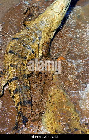 Amerikanisches Krokodil gesehen bei Tarcoles Flussbrücke Costa Rica Stockfoto