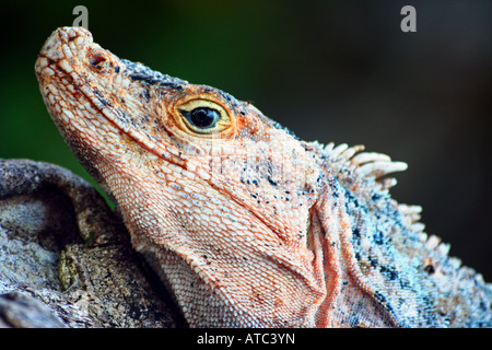 Ctenosaur spiney-Tail schwarz Iguana in Costa Rica Stockfoto