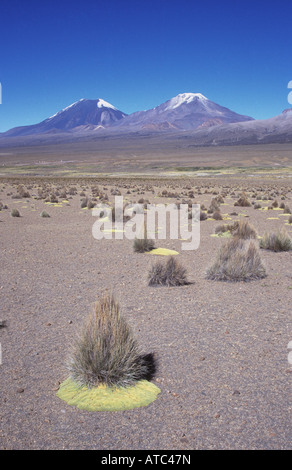 Ichu (Jarava Ichu) Grasbüscheln in Altiplano Wüste, Payachatas Vulkane im Hintergrund, Nationalpark Sajama, Bolivien Stockfoto