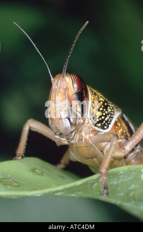 Desert Locust (Schistocerca Gregaria), Larve auf Blatt Stockfoto