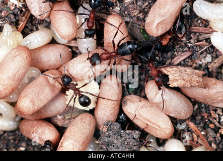 Waldameise (Formica Rufa), mit Puppen und Larven Stockfoto