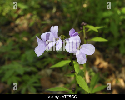 Coralroot (Cardamine Bulbifera, Dentaria Bulbifera), Blumen Stockfoto