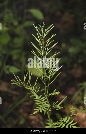 Narrow-leaved Bitter-Kresse, Pflanze Röhricht-Bitter-Kresse (Cardamine Impatiens), mit Schoten Stockfoto