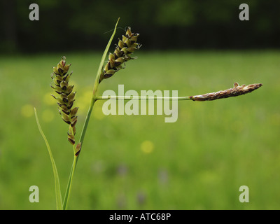 Nelke-Segge (Carex Panicea), männliche und weibliche Blüten Stockfoto