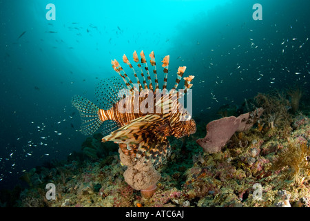 gemeinsamen Rotfeuerfisch Pterois Volitans Raja Ampat Irian Jaya West Papua Pazifik Indonesien Stockfoto