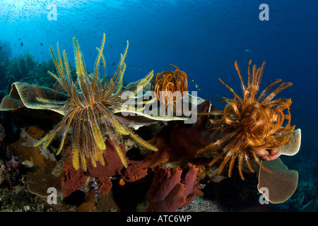 Haarsterne auf einem harten Korallen Raja Ampat Irian Jaya West Papua Pazifik Indonesien Stockfoto