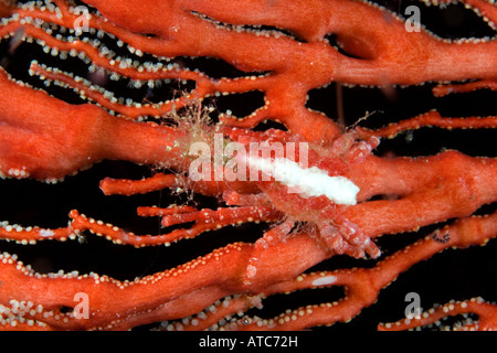 Konische Seespinne lebt von Gorgonien Xenocarcinus Conicus Raja Ampat Irian Jaya West Papua Pazifik Indonesien Stockfoto