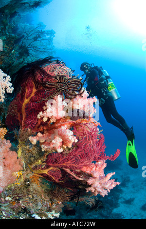 Scuba Diver auf Korallen Riff Raja Ampat Irian Jaya West Papua Pazifik Indonesien Stockfoto