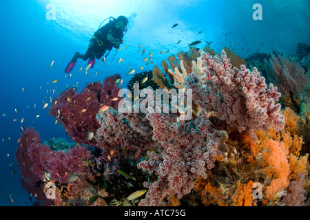 Taucher am Korallenriff Raja Ampat Irian Jaya West Papua Pazifik Indonesien Stockfoto