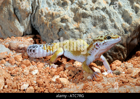Leopardgecko (Eublepharis Macularius), ungewöhnliche farbige individuelle Stockfoto