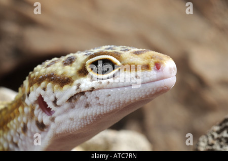 Leopardgecko (Eublepharis Macularius), Portrait eines ungewöhnlichen farbigen Individuums Stockfoto