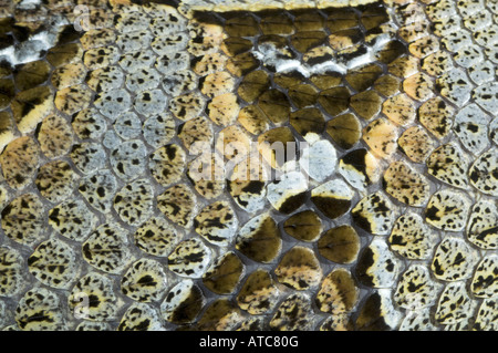 Fluss-Jack, Rhinoceros Viper (Bitis Nasicornis), Schlangenhaut Stockfoto