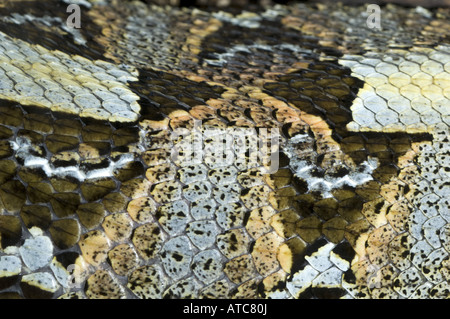 Fluss-Jack, Rhinoceros Viper (Bitis Nasicornis), Schlangenhaut Stockfoto