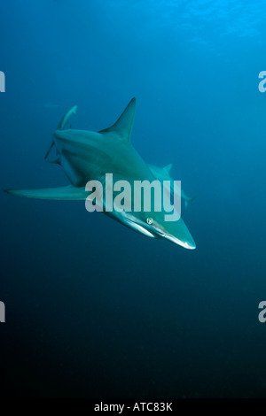 Schwarzspitzen Haie Carcharhinus Limbatus wilde Küste Transkei südöstlich Afrika Indischer Ozean Mosambik Stockfoto