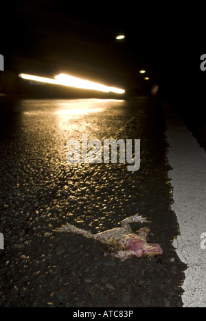 Europäischen gemeinsamen Kröte (Bufo Bufo), Roadkill während Amphibien Migration, Deutschland, Nordrhein Westfahlen Stockfoto