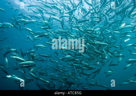 Schwarm der Sardinen Sardinops Sagax wilde Küste Transkei südöstlich Afrika Indischer Ozean Mosambik Stockfoto