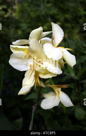 GARTENBAU. EINE WEIß BLÜHENDE CANNA. INDISCHE SCHUSS WERK. Stockfoto