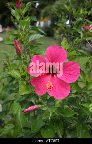 GARTENBAU. EINE ROT BLÜHENDE HIBISCUS ROSA SINENSIS. ROSE VON CHINA. MALVACEAE. Stockfoto