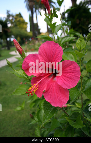 GARTENBAU. EINE ROT BLÜHENDE HIBISCUS ROSA SINENSIS. ROSE VON CHINA. MALVACEAE. Stockfoto