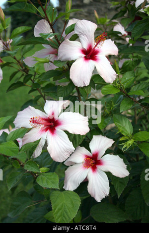 GARTENBAU. EINE WEIß BLÜHENDE HIBISCUS ROSA SINENSIS. ROSE VON CHINA. MALVACEAE. Stockfoto