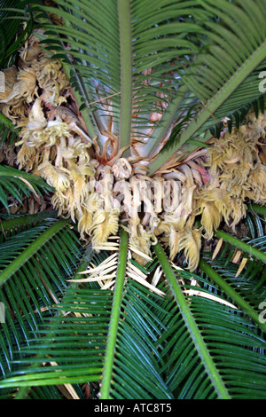 PHOENIX CANARIENSIS. ARECACEAE PALME. Stockfoto