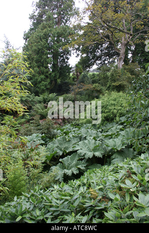 SUB-tropischen Dschungel Garten. Die Lost Gardens of Heligan. Stockfoto