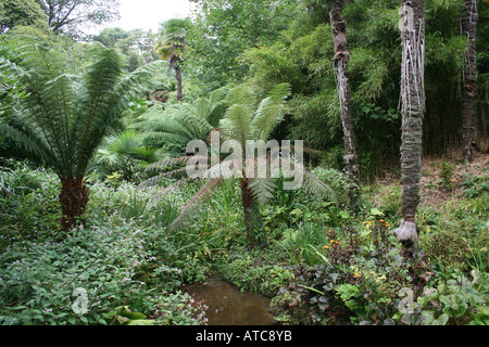 GARTENBAU. SUBTROPISCHEN DSCHUNGEL-GARTEN UND TEICH. DIE LOST GARDENS OF HELIGAN. CORNWALL ENGLAND UK EUROPA Stockfoto