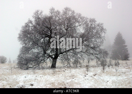 Baum im Winter in das hohe Venn, Deutschland, Nordrhein-Westfalen Stockfoto