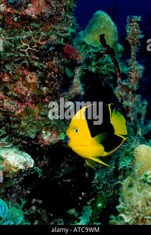 Rock-Schönheit Angelfish Holacanthus Tricolor Karibik-British Virgin Islands Stockfoto