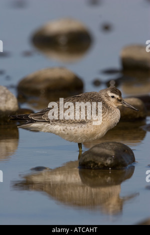 Knoten Calidris canutus Stockfoto