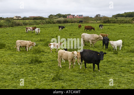 Hausrind (Bos Primigenius F. Taurus), Herde mit Stier Kühen und Claves, Irland, Clarens Stockfoto