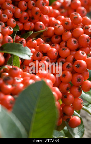 Pyracantha Beeren Vielzahl Feuerdorn Stockfoto