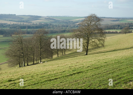 South Downs-Ansicht Stockfoto