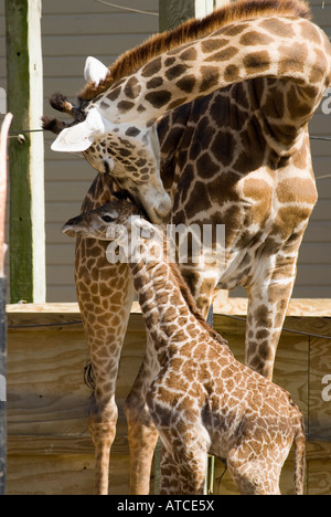 Jack das Baby, das Masai-Giraffe von seiner Mutter Tyra an der Houston Zoo Texas USA Buchse umflossen wird geboren 25. Januar 2008 Stockfoto