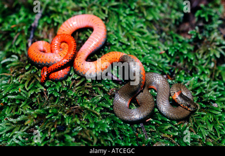 Ringneck Snake Diadophis Punctatus Santa Cruz Mountains Kalifornien USA Stockfoto