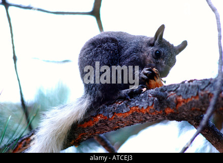 seltene Kaibab Eichhörnchen frisst Tannenzapfen in einem Baum North Rim Grand Canyon National Park Arizona USA Stockfoto