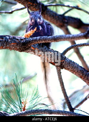 seltene Kaibab Eichhörnchen frisst Tannenzapfen in einem Baum North Rim Grand Canyon National Park Arizona USA Stockfoto