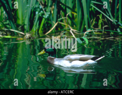 männliche Stockente Anas platyrhynchos Stockfoto