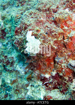 Weiße Nacktschnecke mit blauen Rändern Boonsung Wrack, Andamanensee, Thailand Stockfoto