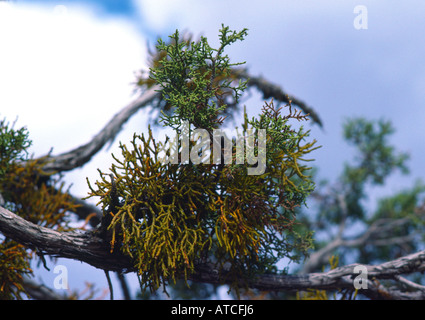 ein Parasit Mistel, hellgrün, wachsen auf einem Utah Junniper Baum Stockfoto
