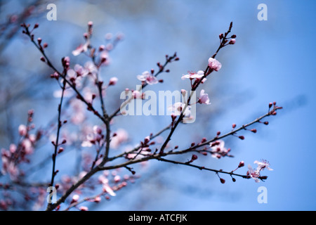 Kirsche Pfirsich Blüten Blüten blühen auf Ast im Frühjahr Stockfoto