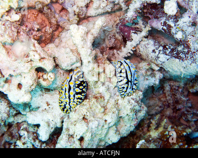 Zwei Krampfadern Phyllidia Nacktschnecken, Phyllidia Varicosa Februar 2008, Similan Inseln, Andamanensee, Thailand Stockfoto