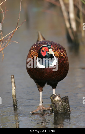 Fasan Phasianus Colchicus stehend auf gefrorenen Teich Stockfoto