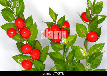 Ruscus Aculeatus Mäusedorn Stockfoto