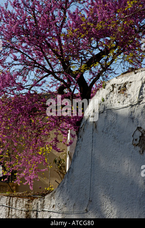 Spanien Andalusien Ronda einen blühenden Baum im Frühling im alten Dorf Stockfoto