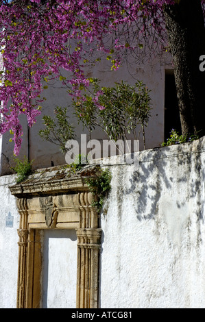 Spanien Andalusien Ronda einen blühenden Baum im Frühling im alten Dorf Stockfoto