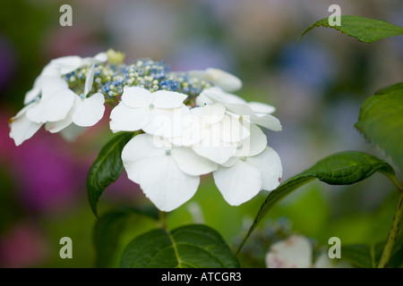 Hydrangea Macrophylla Veitchii Stockfoto